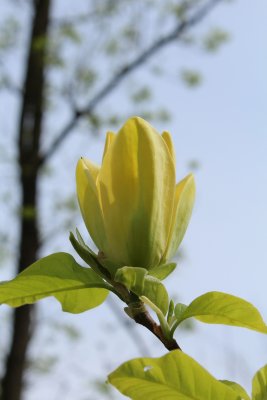 Magnolia x denudata 'Yellow River' - šácholan obnažený - listy a květ